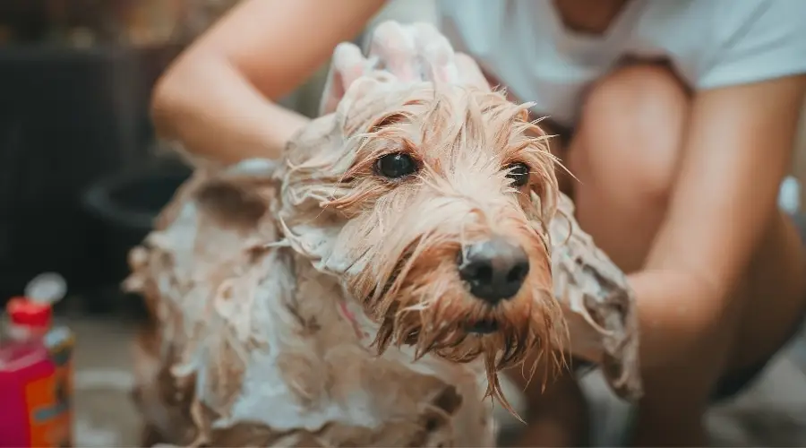 Perro más pequeño siendo bañado por una mujer