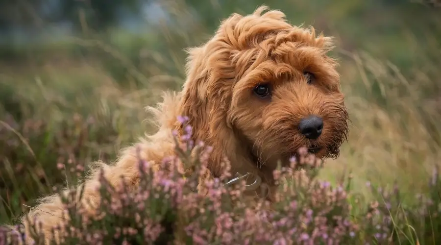 Perro mixto más pequeño en el campo