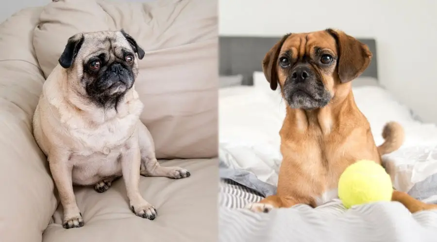 Perros pasando el rato en casa