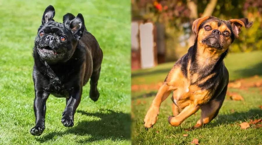 Perros corriendo afuera