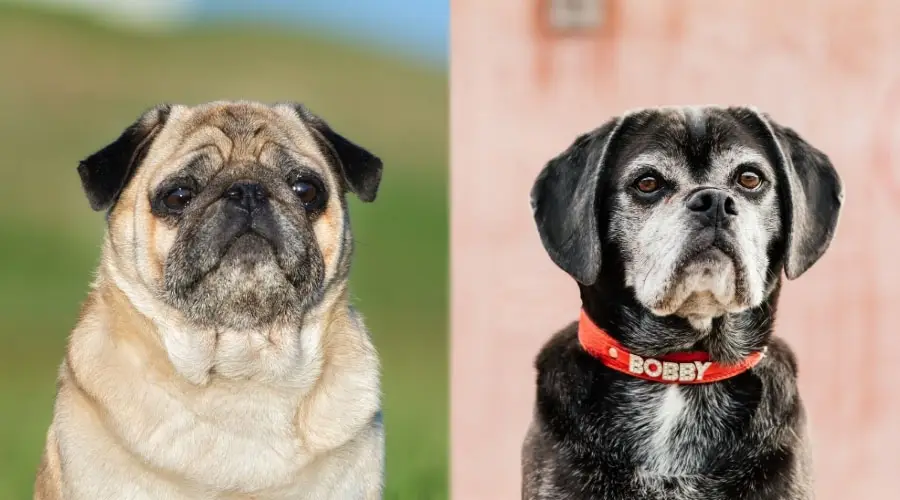 Perros mayores con buena salud