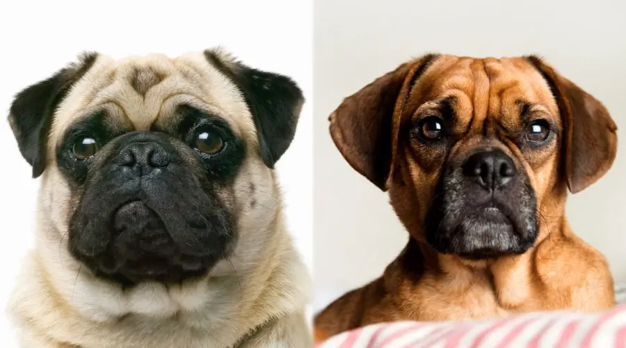 Imagen de cerca de perros guapos