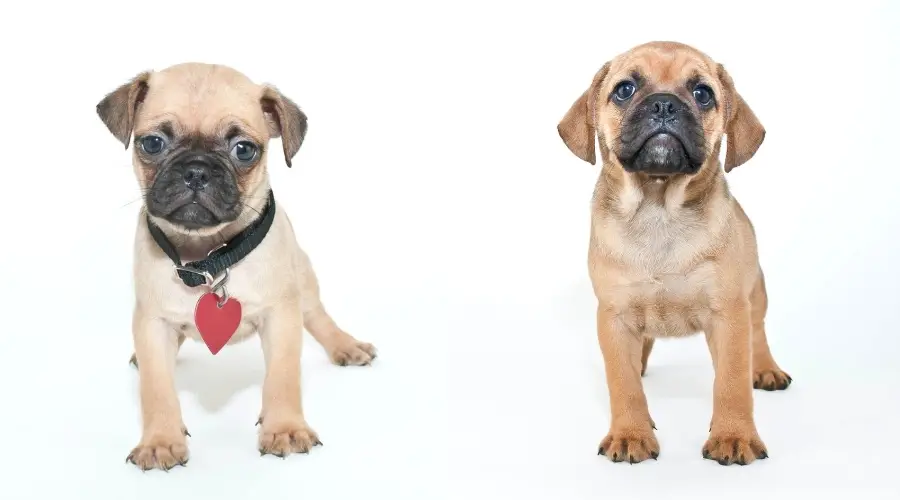Lindos cachorros de perro sobre fondo blanco.