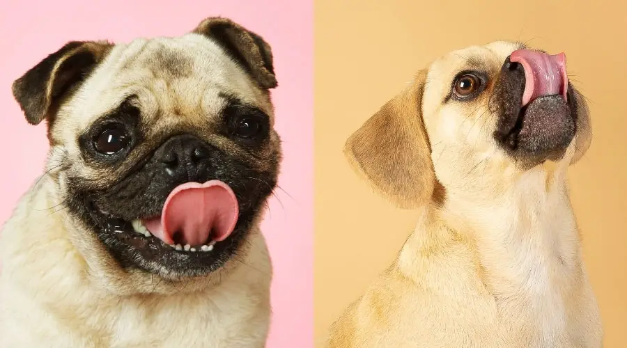 Perros hambrientos lamiéndose los labios