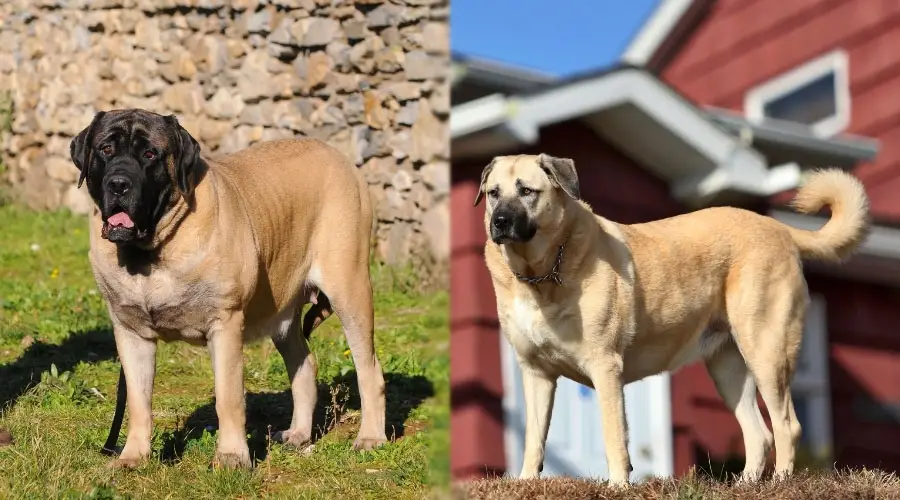 Perros parados afuera en un día soleado