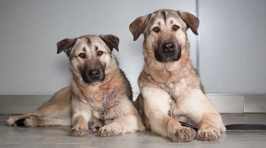 Dos perros sentados y mirando a cámara