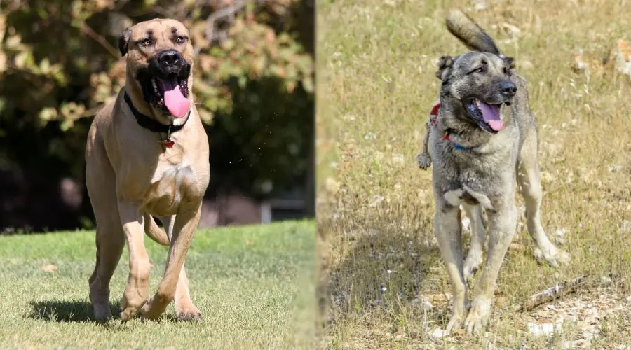 Perros corriendo afuera