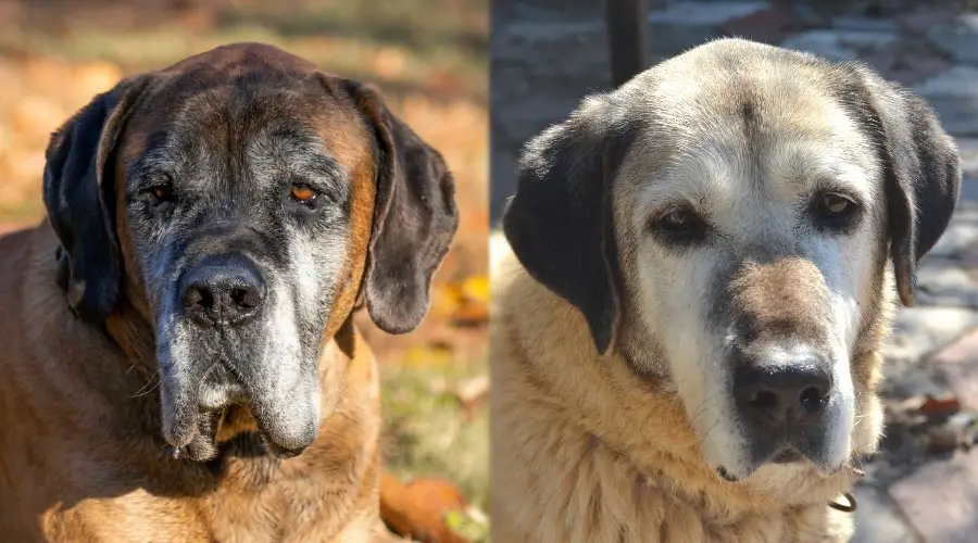 Perros mayores con caras grises tumbados afuera