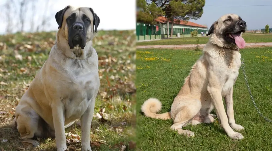 Perros leonado sentados afuera