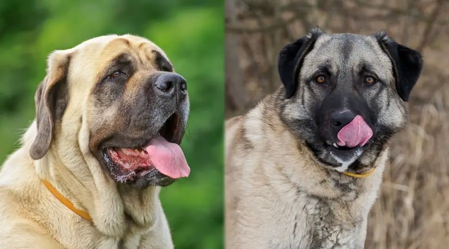 Perros hambrientos con la lengua fuera