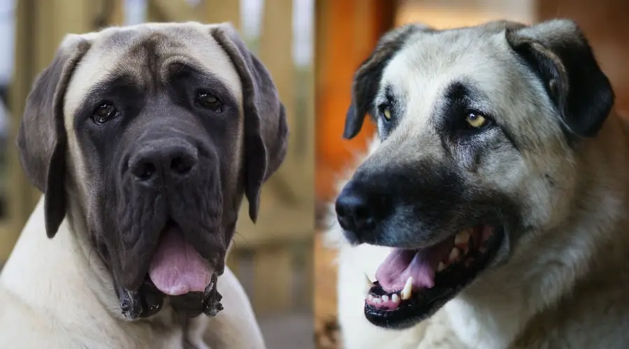 Perros cervatillo felices con caras sonrientes negras