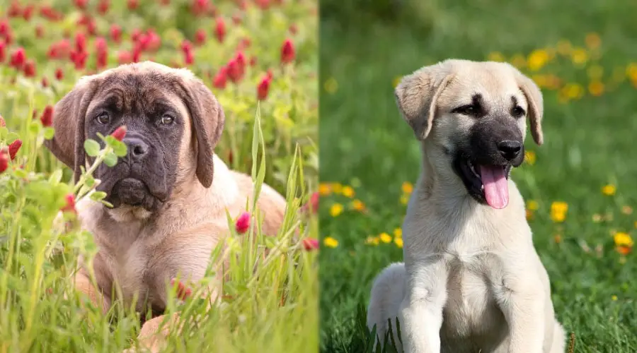 Lindos cachorros en un campo de flores rojas y amarillas