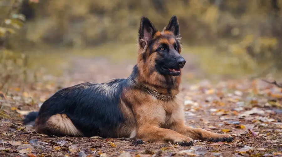 Perro negro y fuego tendido al aire libre