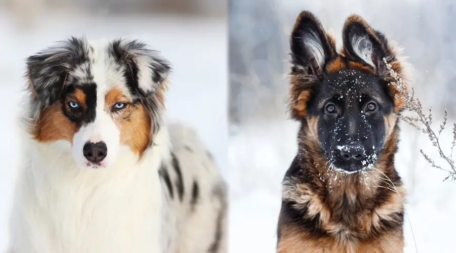 Dos perros de pelo largo jugando en la nieve