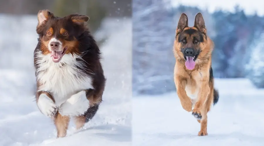 Dos perros de pelo largo corriendo en la nieve