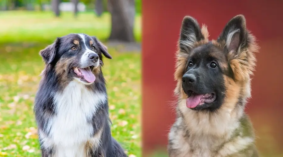 Dos perros de trabajo mirando a la cámara