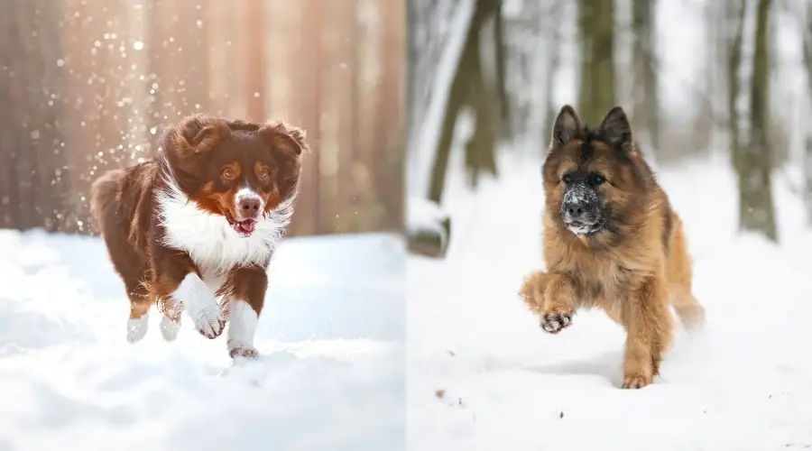 Dos perros sanos de pelo largo haciendo ejercicio en la nieve