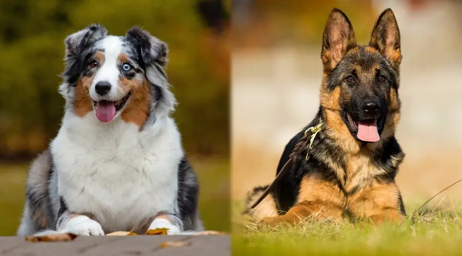 Dos perros acostados durante las sesiones de entrenamiento