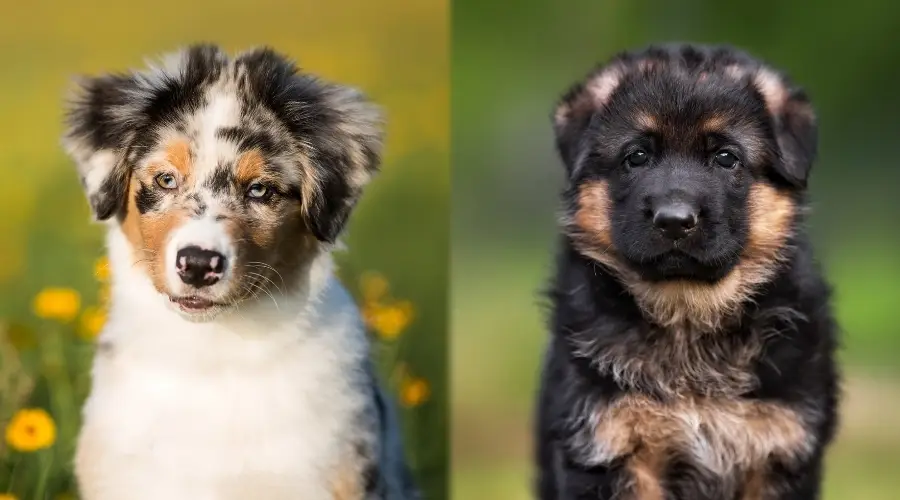 Dos pequeños cachorros peludos mirando a la cámara