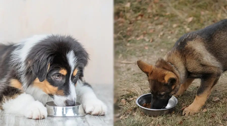 Dos perros comiendo comida para perros adecuada para su edad