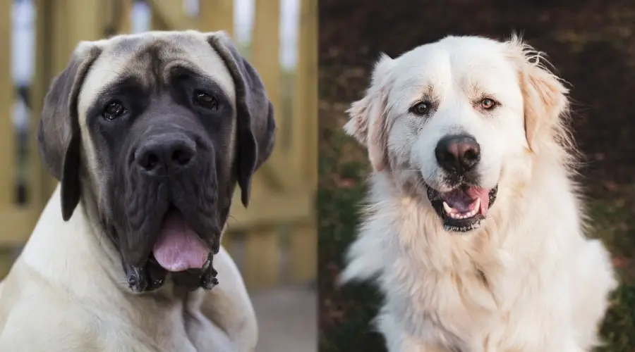 Perros felices con la lengua fuera