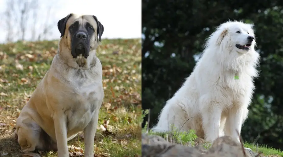 Sentar perros al aire libre