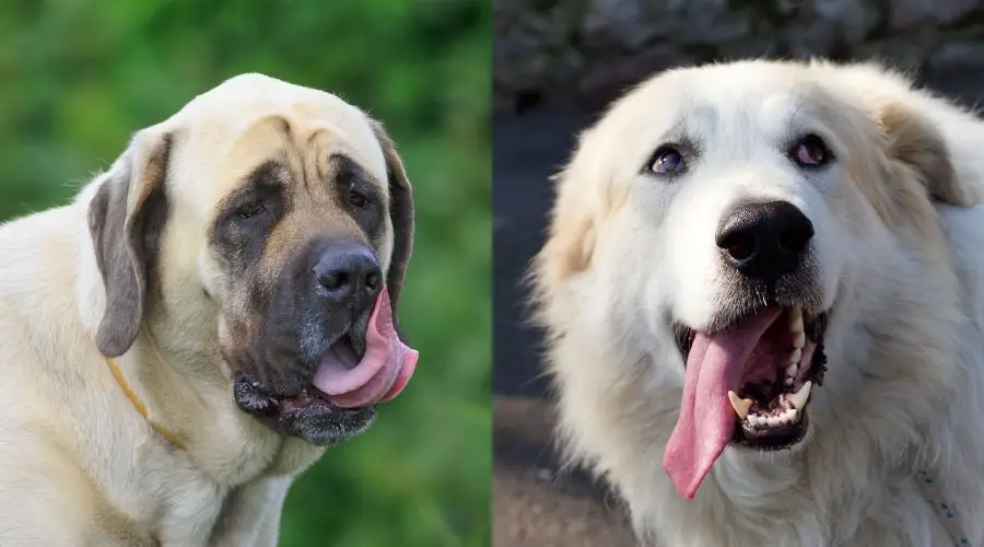 Perros hambrientos con la lengua fuera