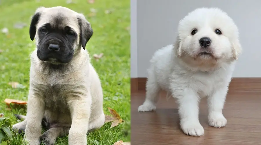 lindos cachorros