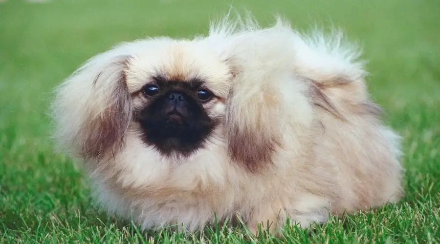 Perro cervatillo súper esponjoso con máscara negra