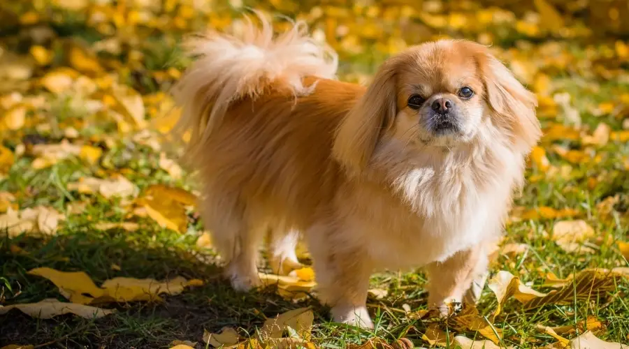 Pequeño perro rubio en un día de otoño