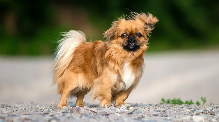 Perro real durante una ligera brisa