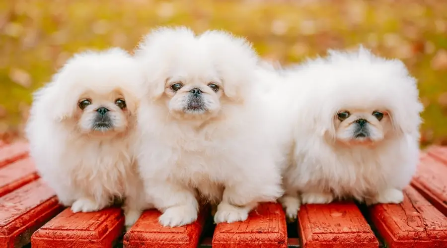 Tres perros blancos muy esponjosos en un banco rojo