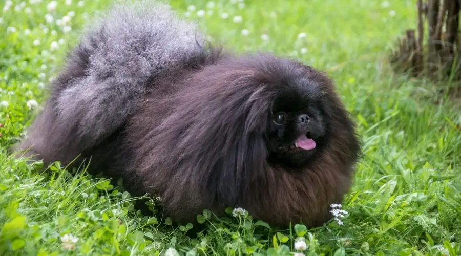 Perro negro muy esponjoso con la lengua fuera