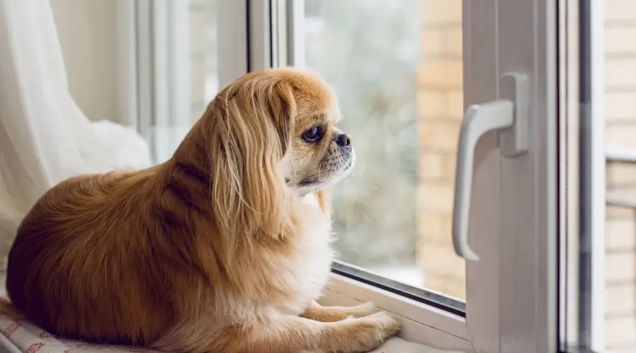 Perro pequeño mirando por la ventana