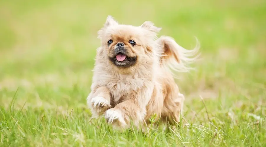 Perro leonado corriendo en la hierba