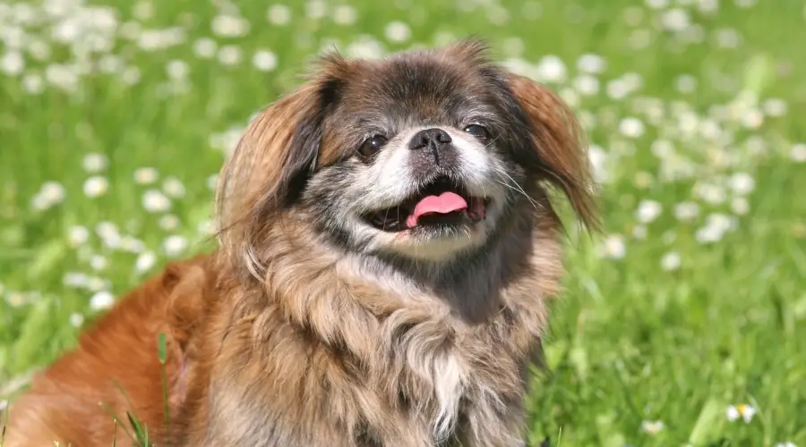 Feliz perro mayor sonríe al sol