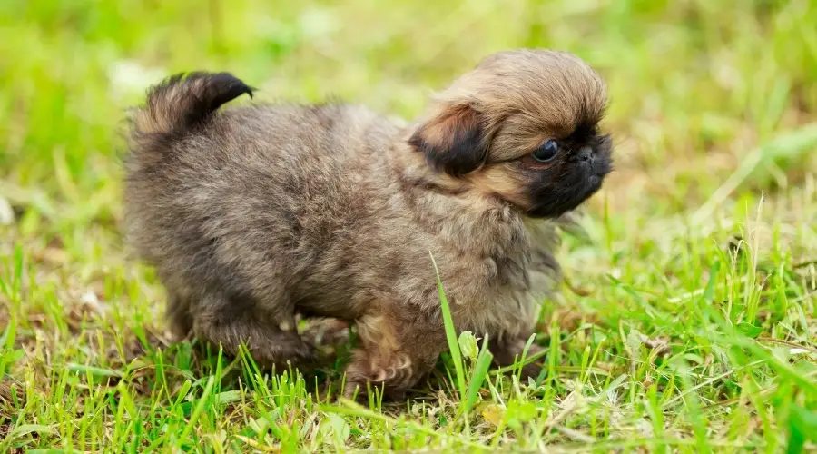 Cachorro muy pequeño y lindo corriendo por la hierba