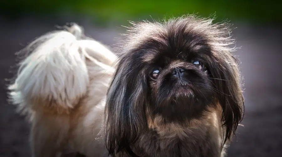 Perro pequeño cervatillo y negro