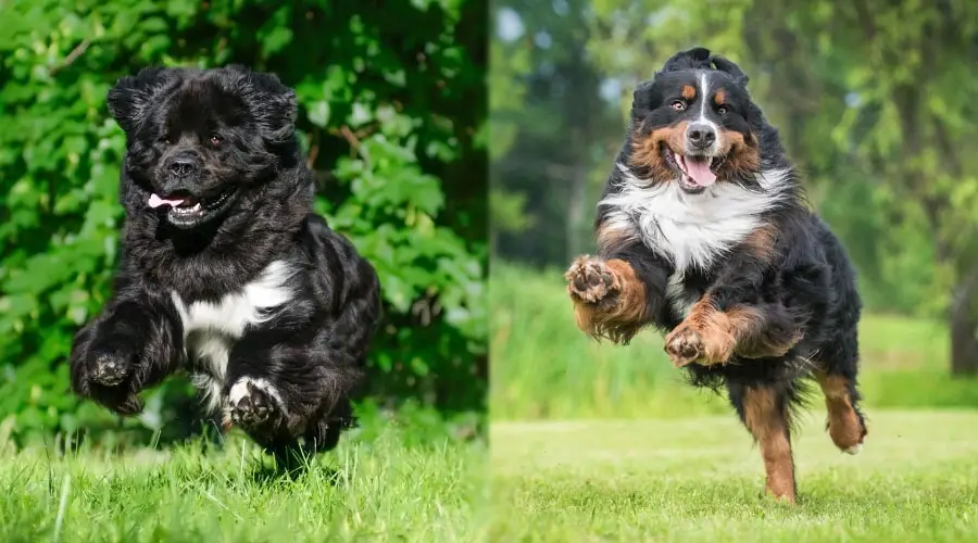 Perros enérgicos corriendo afuera