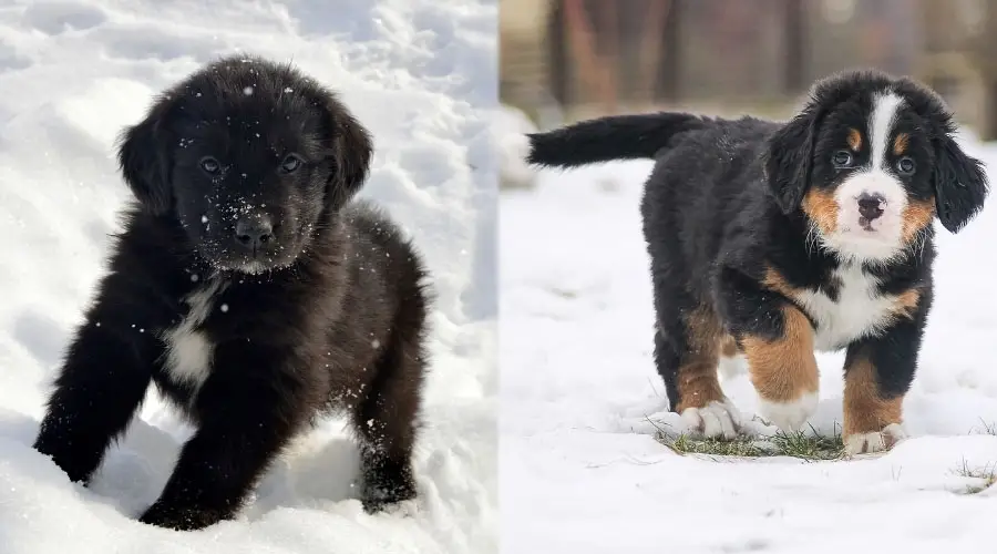 Cachorros jugando en la nieve