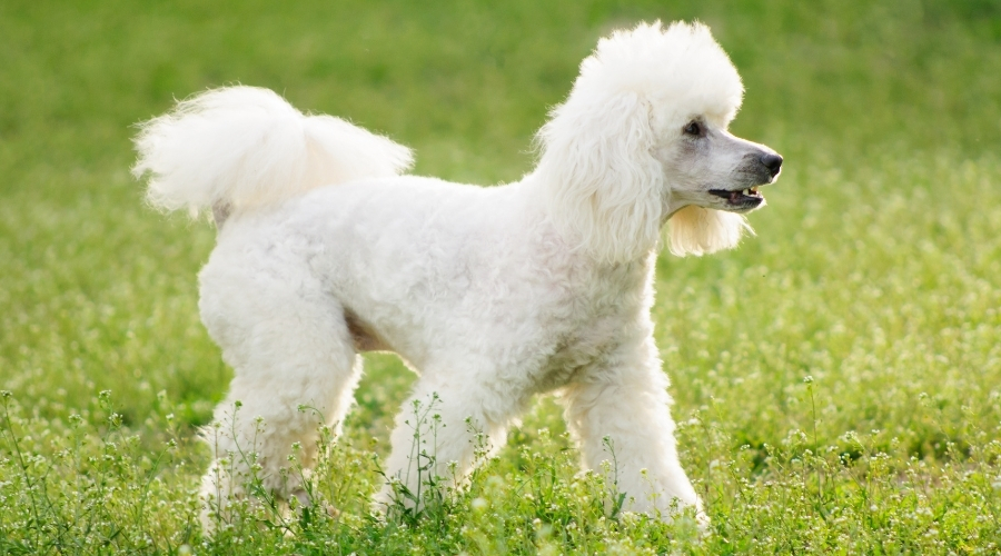 Perro Blanco Esponjoso Parado Al Aire Libre