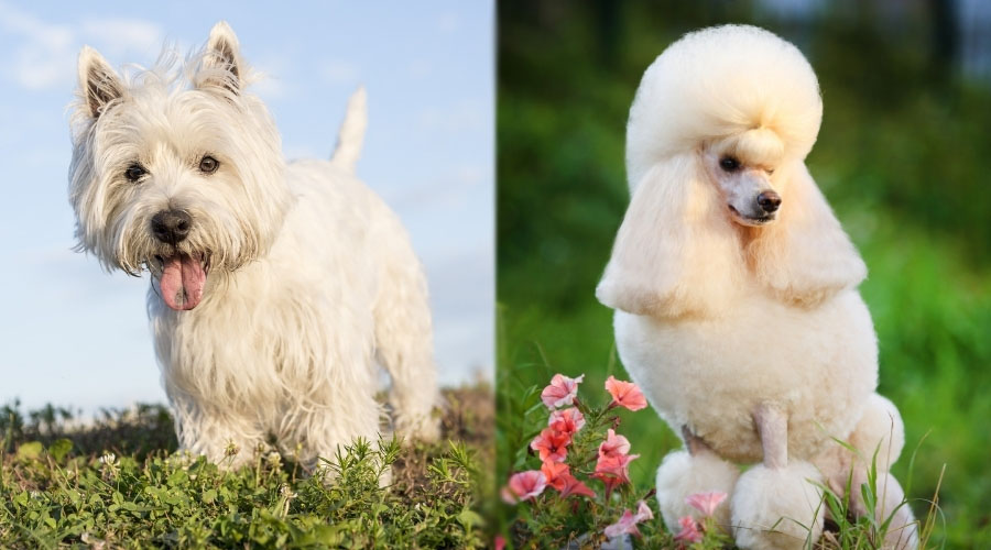 Perros elegantes parados afuera