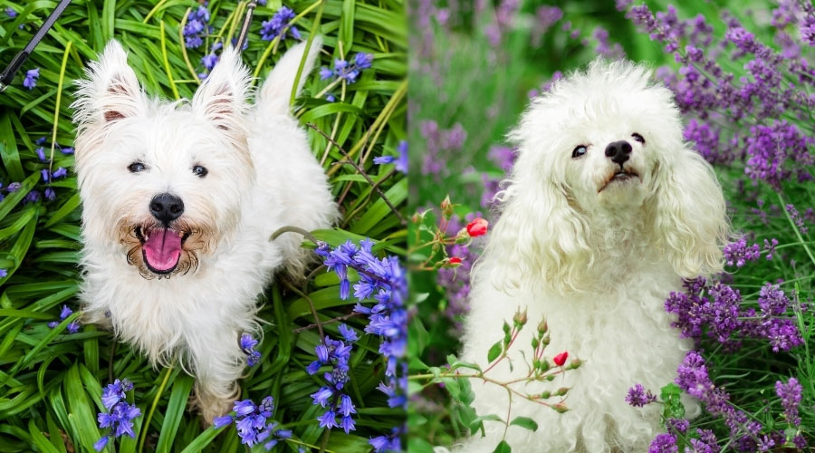 Perros felices parados entre flores moradas