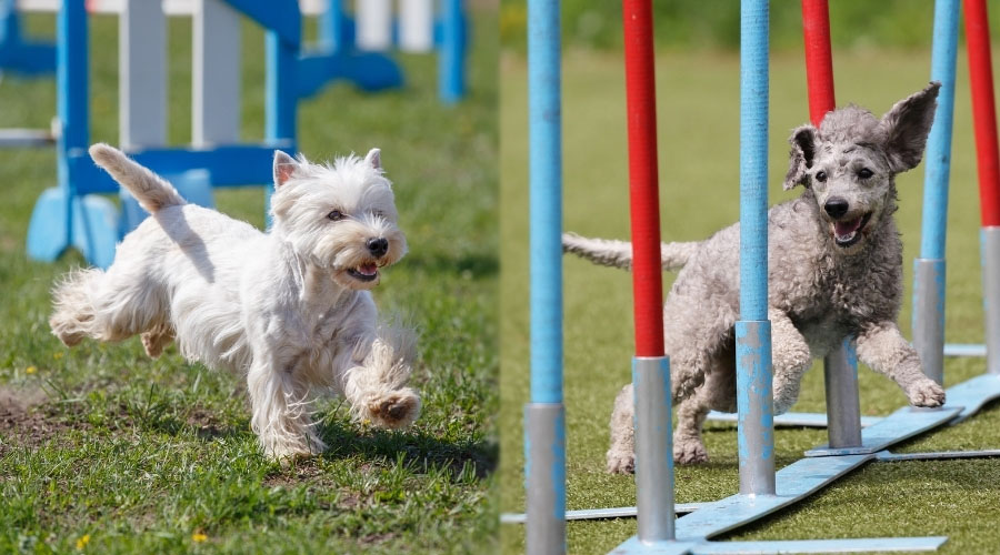 Perros corriendo por el curso de agilidad