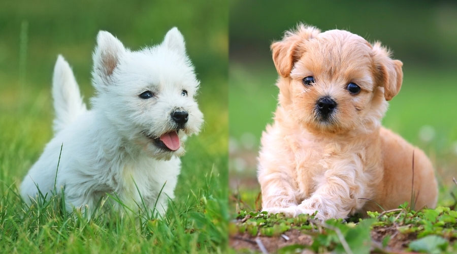 Lindos cachorros jugando afuera