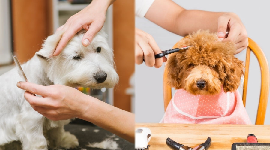 Perros cortándose el pelo por el peluquero