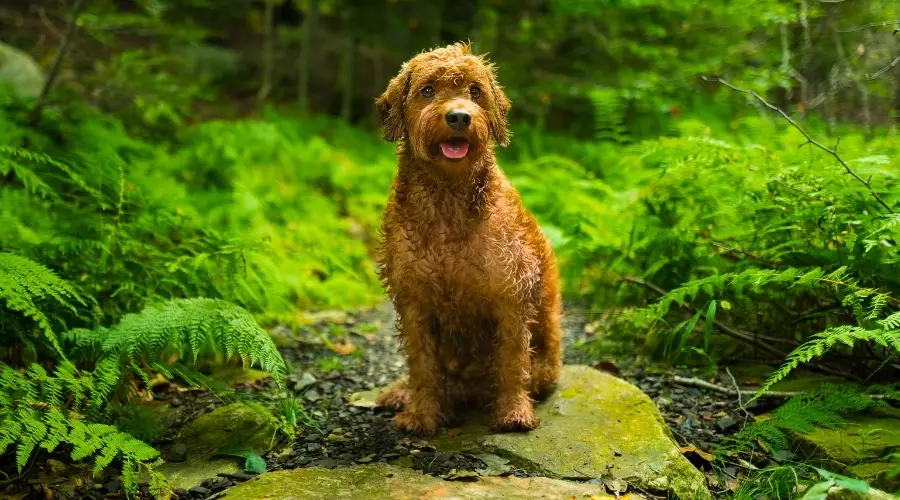 Perro marrón esponjoso en el bosque