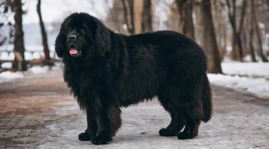 Enorme perro negro parado en una carretera