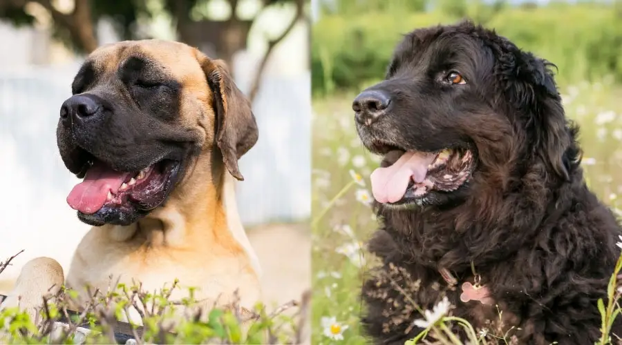 Perros felices sonriendo entre flores