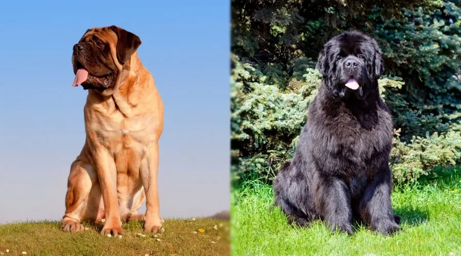 Perros sentados con la lengua fuera